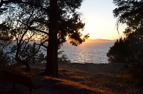 Trees on a sea bank