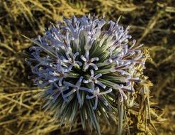 thistle like a spherical flower