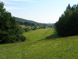 Meadow in summer