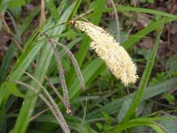 Flora Grass Seed Nature