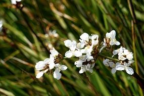 white flowers on a branch against a background of green grass