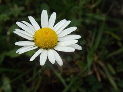 white daisy among grass