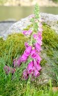purple summer flowers near a stone in a park