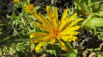 yellow dandelion flower in a garden