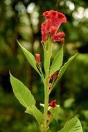 Flowers Red