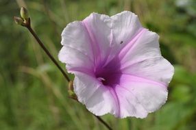 white-pink buttercup bud