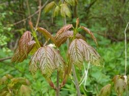 green leaves of a forest plant