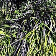 Grass Black Green Nature
