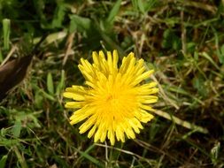 yellow fluffy dandelion in green grass