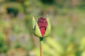 bud of a red rose under the bright sun