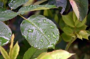leaves sheet in raindrops