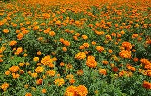 Orange Marigold Flowers Field