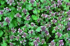 flowers like a carpet