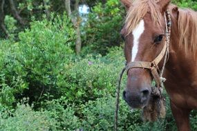 portrait of Horse and bushes