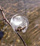 a drop of water on a thin tree branch close-up on blurred background