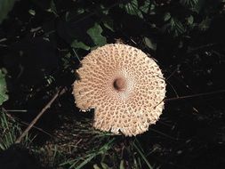 Mushroom Wild Forest