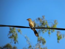 bird on a background of blue sky