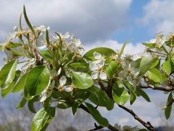 green flowers blossoming in the garden