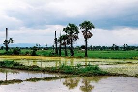 Landscape of Cornfield