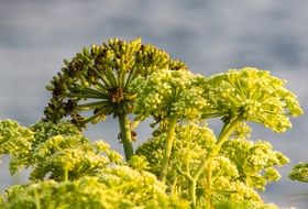 Inflorescences of ferula close up