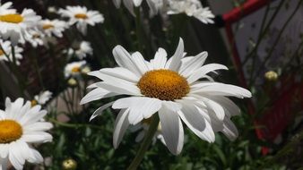 white daisies in the sun close up