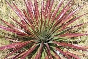 splendiferous cajamarca perú