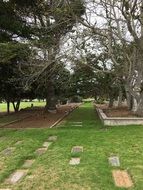 gravestones on lawn and beneath Trees on old cemetery
