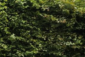 dense green bushes in the forest