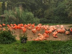 flock of colorful flamingos