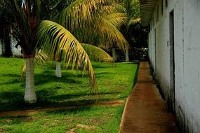 palm alley along the hotel
