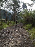 man Walks away on path in forest