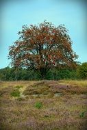 large tree among the Leneburg Heath