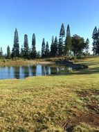 tall trees in a sunny landscape