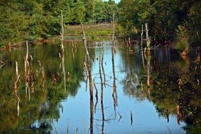 mirror reflection of a beautiful colorful forest in a wetland