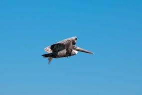 pelican in the blue sky