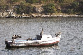 ducks on a fishing boat in a lake