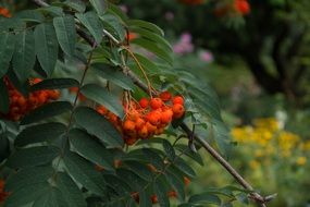 rowan, mountain-ashe branch with berries