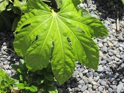 fatsia japonica under the bright sun