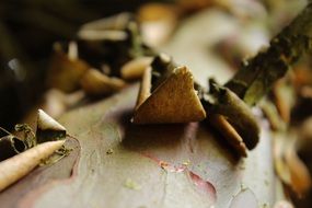 Wood Tree