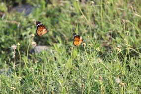 orange butterflies in a summer meadow