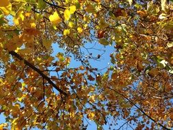 yellow autumn foliage under the bright sun