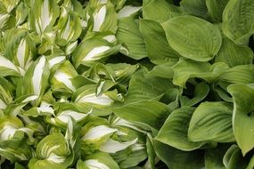 variety of hosta with different leaves