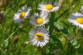 perfect beauty White Flowers