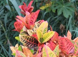 leaves of various colorful