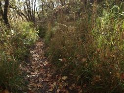 landscape of trail among green tall grass