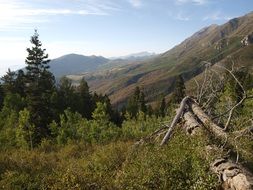 old tree trunks in the mountains