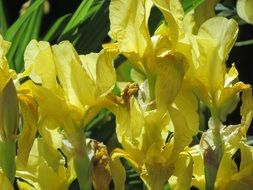 Iris garden Flowers