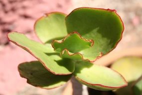 tropical cactus exotic