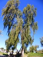 delicate and beautiful Tree