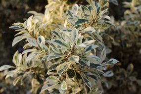 green-white leaves on a bush